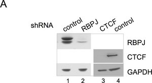 抗CTCF抗体 serum, Upstate®