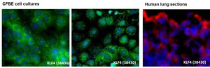 Anti-KLF4 antibody produced in rabbit affinity isolated antibody