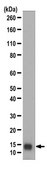 Anti-FABP1 Antibody from rabbit, purified by affinity chromatography
