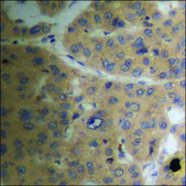 Anti-phospho-SEK1/MKK4/JNKK1 (pSer257) antibody produced in rabbit affinity isolated antibody