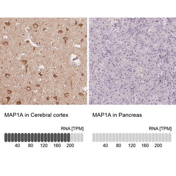Anti-MAP1A antibody produced in rabbit Prestige Antibodies® Powered by Atlas Antibodies, affinity isolated antibody, buffered aqueous glycerol solution