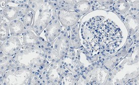 Anti-CD147 Antibody, clone 1J7 ZooMAb® Rabbit Monoclonal recombinant, expressed in HEK 293 cells