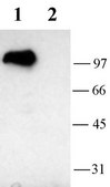 Anti-Potassium Channel Kv3.1b Antibody Chemicon®, from rabbit