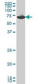 Monoclonal Anti-EIF2AK2, (N-terminal) antibody produced in mouse clone 1D11, purified immunoglobulin, buffered aqueous solution