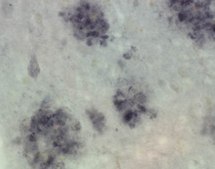 抗早老素1抗体（NT，克隆hPS1-NT） culture supernatant, clone hPS1-NT, Chemicon®