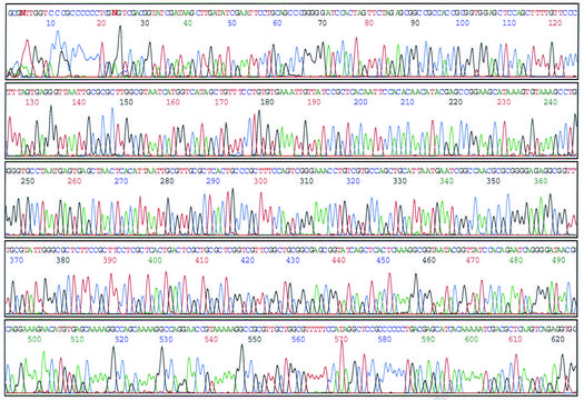 GenElute™质粒小量制备试剂盒 sufficient for 350 purifications