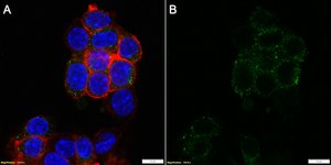 Anti-CD16/FcRIII Antibody, clone 1N11 ZooMAb® Rabbit Monoclonal recombinant, expressed in HEK 293 cells