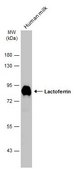 Anti-LTF antibody produced in rabbit affinity isolated antibody, buffered aqueous solution
