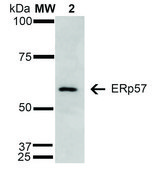 Monoclonal Anti-ERp57-Atto 594 antibody produced in mouse clone 4F9, affinity isolated antibody, buffered aqueous solution