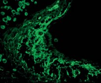 抗腱生蛋白抗体 Chemicon®, from rabbit