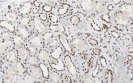 Anti-HMGB1 Antibody, clone 3K6, ZooMAb® Rabbit Monoclonal recombinant, expressed in HEK 293 cells
