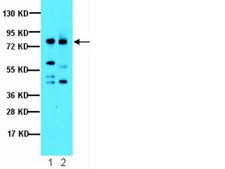 抗-Notch1抗体，细胞内 serum, from rabbit