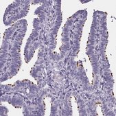 抗-SPEF2 兔抗 Prestige Antibodies® Powered by Atlas Antibodies, affinity isolated antibody, buffered aqueous glycerol solution