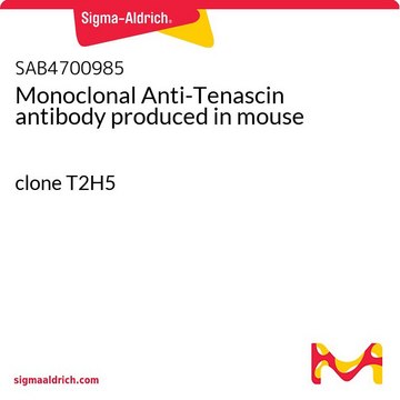 Monoclonal Anti-Tenascin antibody produced in mouse clone T2H5