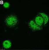 Anti-p300 Antibody, clone 4E5 ZooMAb® Rabbit Monoclonal recombinant, expressed in HEK 293 cells