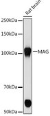 Anti-MAG Antibody, clone 8Q7K5, Rabbit Monoclonal