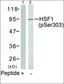 Anti-phospho-HSF1 (pSer303) antibody produced in rabbit affinity isolated antibody