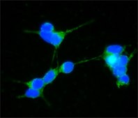 抗 α-突触核蛋白 兔抗 IgG fraction of antiserum, buffered aqueous solution