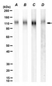 Anti-LAMP2/CD107b Antibody, clone H4B4