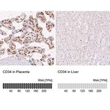 Monoclonal Anti-Cd34 Antibody Produced In Mouse Prestige Antibodies® Powered by Atlas Antibodies, clone CL14579, affinity isolated antibody, buffered aqueous glycerol solution