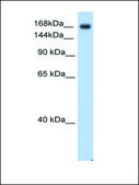 Anti-SCN5A antibody produced in rabbit affinity isolated antibody