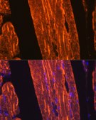 Anti-α-Actin-1 (ACTA1) Antibody, clone 8T8D0, Rabbit Monoclonal