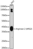 Anti-Arginase 2 (ARG2) antibody produced in rabbit
