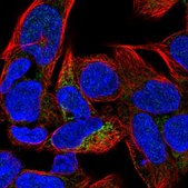 Anti-CA5B antibody produced in rabbit Prestige Antibodies® Powered by Atlas Antibodies, affinity isolated antibody, buffered aqueous glycerol solution