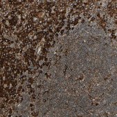 Anti-CANX antibody produced in rabbit Ab1, Prestige Antibodies® Powered by Atlas Antibodies, affinity isolated antibody, buffered aqueous glycerol solution