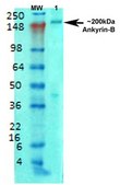 Monoclonal Anti-Gaba-B Receptor 2 - Rpe antibody produced in mouse clone S81-2, purified immunoglobulin