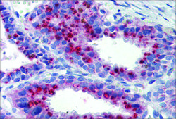 抗 KCNK9 兔抗 affinity isolated antibody