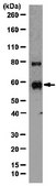 Anti-MMP-3 Antibody, NT from rabbit, purified by affinity chromatography