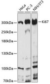 Anti-Ki67 antibody produced in rabbit