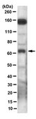 Anti-MSL-2 Antibody, clone 10C3.1 clone 10C3.1, from mouse