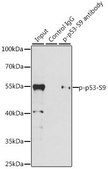 Anti-Phospho-p53-S9 antibody produced in rabbit