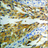 Anti-phospho-eIF2 α (pSer51) antibody produced in rabbit affinity isolated antibody
