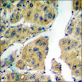 Anti-phospho-Csk (pSer364) antibody produced in rabbit affinity isolated antibody