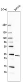 Anti-AEBP2 antibody produced in rabbit Prestige Antibodies® Powered by Atlas Antibodies, affinity isolated antibody, buffered aqueous glycerol solution
