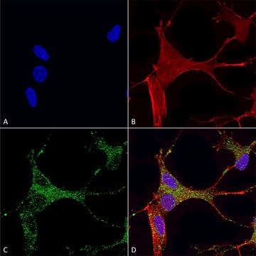 Monoclonal Anti-Mglur1/5 antibody produced in mouse clone S75-33, purified immunoglobulin