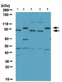 Anti-FoxP2 Antibody serum, from rabbit