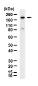 Anti-MYH6 Antibody, clone 1L5 ZooMAb® Rabbit Monoclonal recombinant, expressed in HEK 293 cells