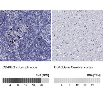 Anti-CD40LG antibody produced in rabbit Prestige Antibodies® Powered by Atlas Antibodies, affinity isolated antibody, buffered aqueous glycerol solution
