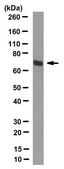 Anti-methylated TLS/FUS Antibody, clone 9G6 clone 9G6, from rat