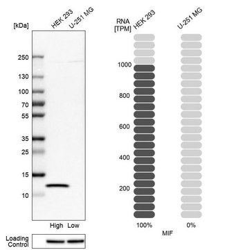 抗-MIF 兔抗 Prestige Antibodies® Powered by Atlas Antibodies, affinity isolated antibody, buffered aqueous glycerol solution
