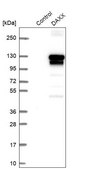 Anti-DAXX antibody produced in rabbit Prestige Antibodies® Powered by Atlas Antibodies, affinity isolated antibody, buffered aqueous glycerol solution