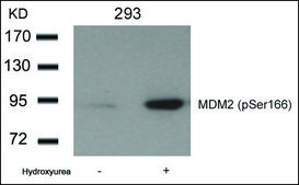 Anti-phospho-MDM2 (pSer166) antibody produced in rabbit affinity isolated antibody