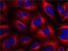 Anti-β-Tubulin antibody, Mouse monoclonal ~2.0 mg/mL, clone AA2, purified from hybridoma cell culture