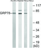 抗-GRP78 兔抗 affinity isolated antibody