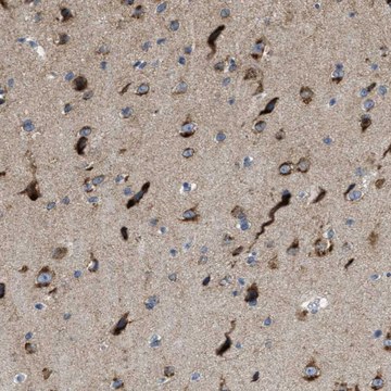 Anti-PTDSS1 antibody produced in rabbit Prestige Antibodies® Powered by Atlas Antibodies, affinity isolated antibody, buffered aqueous glycerol solution