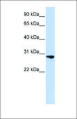 抗FGF2 兔抗 affinity isolated antibody